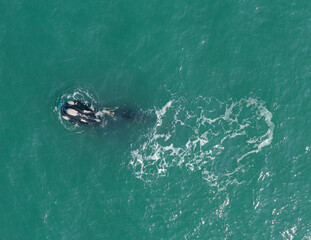 whales swimming in southern Brazil