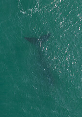 whales swimming in southern Brazil