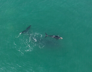 whales swimming in southern Brazil