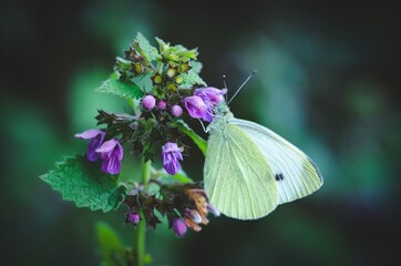 Butterfly on flower close up