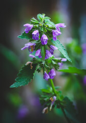 Purple flowers in nature, stinging nettle 