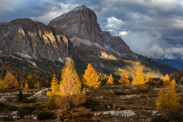 Fototapeta premium Beautiful autumn view Tofana di Rozes mountain with yellow larch trees on foreground. Dolomite Alps near Falzarego Pass.