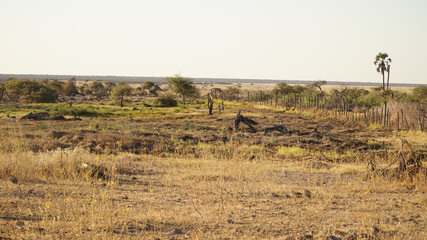 Fototapeta na wymiar Rhino Safari during sunset at Etosha National Park in Namibia.