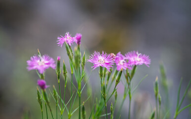 pink wild carnation flower focus on foreground