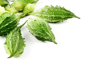 Balsam apple, Bitter cucumber, Bitter gourd, Balsam pear (momordica charantia) isolated on white background.