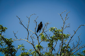 King of the Tree Tops