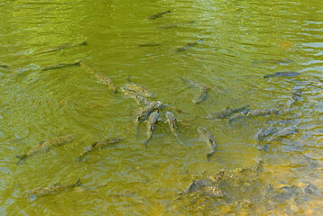 Common carp (C. carpio) in Ekaterininsky Park Lake. Moscow, Russia