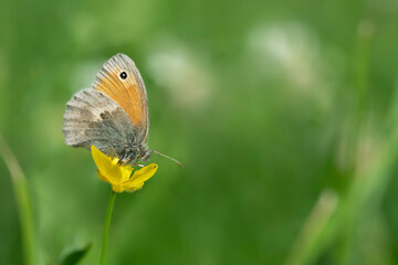 Small heath butterfly (Coenonympha pamphilus) feeding on a buttercup blossom.