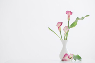 pink calla lily in vase  on white background