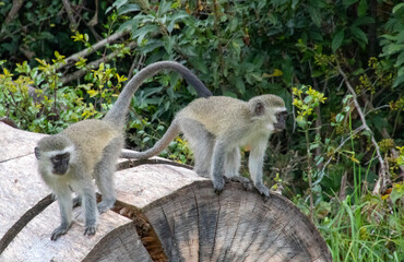 Vervet monkeys play  on the log of a fallen tree