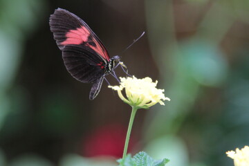 Nahaufnahme Schmetterling