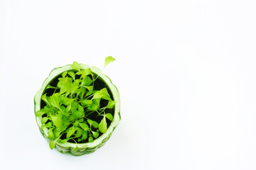 clay pot with young sprouts of microgreen lettuce