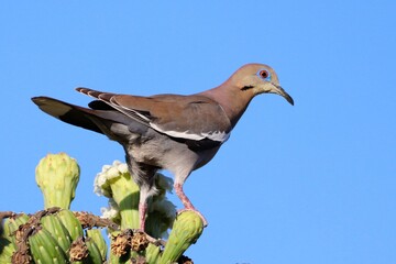 King of the Cactus, White-Winged Dove on Saguaro