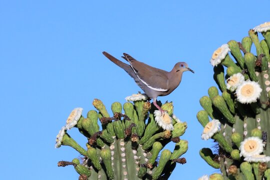 White-Winged Dove on Saguro Cactus Flowers