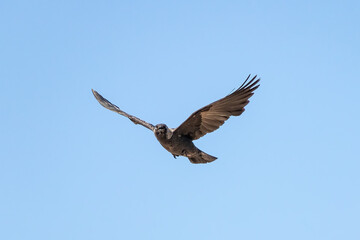 Western jackdaw, Coloeus monedula, in flight