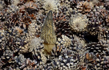 Morel is conical. Morel mushroom. Conical mushroom. Morchella conica. Edible mushrooms. Spring mushrooms.