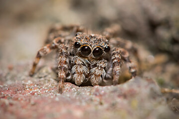 macro photo of spider