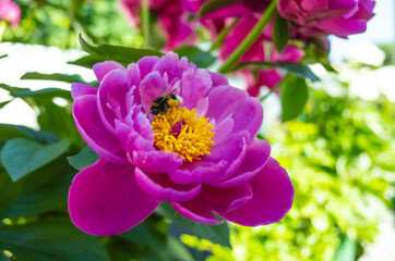 bumblebee collects pollen on a blooming peony © Vitaly