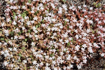 Sedum anglicum, the English stonecrop, is a species of flowering plant 