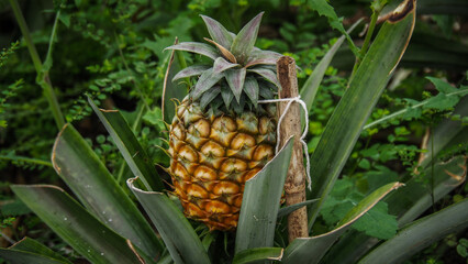 The landscape of Sao Miguel Island in the Azores