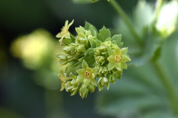 Gelb-grüne Blüten eines Frauenmantels