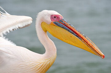 Great White Pelican - Atlantic Coast, Namibia, Africa 