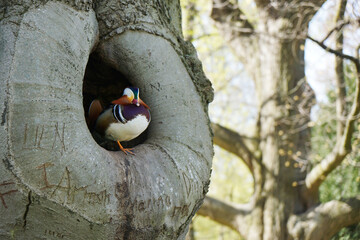 Cute little mandarin duck in a tree trunk