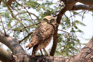 Burrowing Owl watching from a tree
