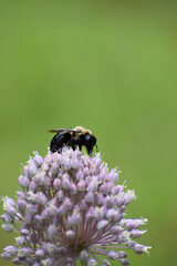 bee on flower