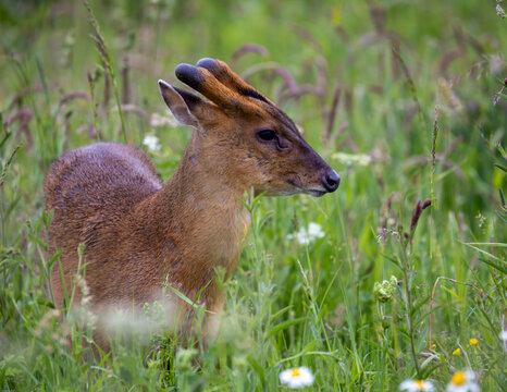 Muntjac deer in the grass