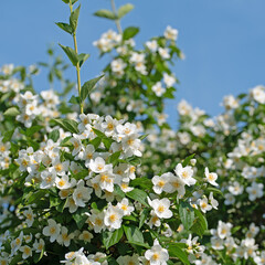 Blühender Europäischer Pfeifenstrauch, Philadelphus coronarius