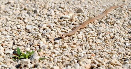 close up of a little snake