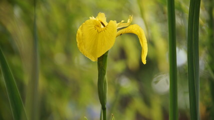 Wasserlilie © Ralph