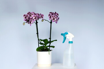 Misting an orchid plant.