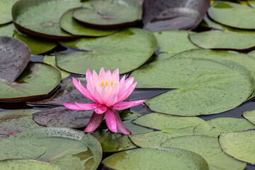 pink water lily in pond