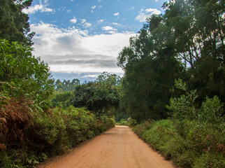 A dirt road leads through a thick forest
