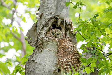Barred owl in her nest inside a tree, looking out with one large wing stretched out of the nest. Her two owlets are underneath her in the tree cavity.