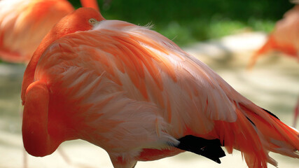 pink flamingo bird