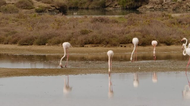 Grupo de flamencos rosados en una laguna del delta del Ebro