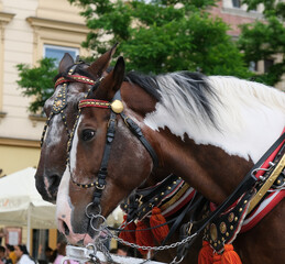 dorożki na Rynku Głównym w Krakowie 3 © Krzysztof