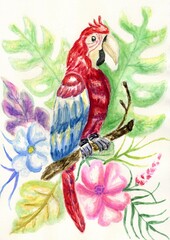 Scarlet macaw art