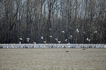 Flock of snow goose on the field - Reelfoot Lake State Park, Tennessee
