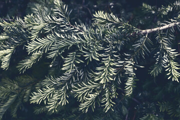 Naklejka na ściany i meble Dark fir tree branch background