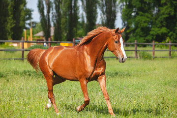 chestnut russian don horse running free on a green pasture