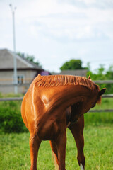 chestnut russian don horse running free on a green pasture
