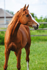 Naklejka na ściany i meble chestnut russian don horse running free on a green pasture