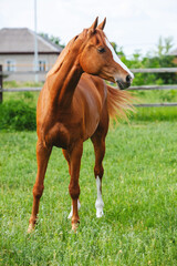 chestnut russian don horse walking free on a green pasture