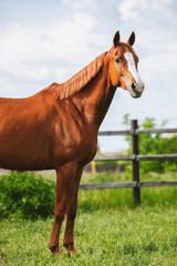 Naklejka na ściany i meble chestnut russian don horse standing free on a green pasture