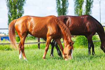 Obraz na płótnie Canvas chestnut russian don horse walking free on a green pasture eating grass