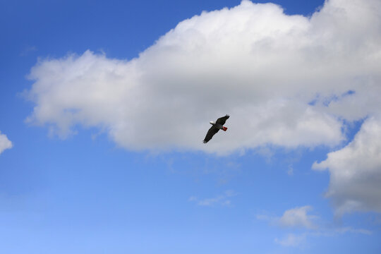 A flying african gray parrot  in the blue sky with clouds.